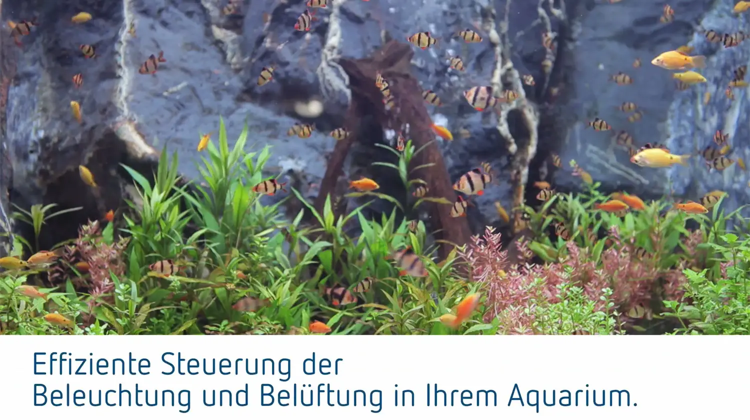Aquarium mit verschiedenen Fischarten und grünem Pflanzenwuchs, hinterleuchtet, im Kontext einer automatisierten Steuerung von Beleuchtung und Belüftung, die Marke Theben wird erwähnt.